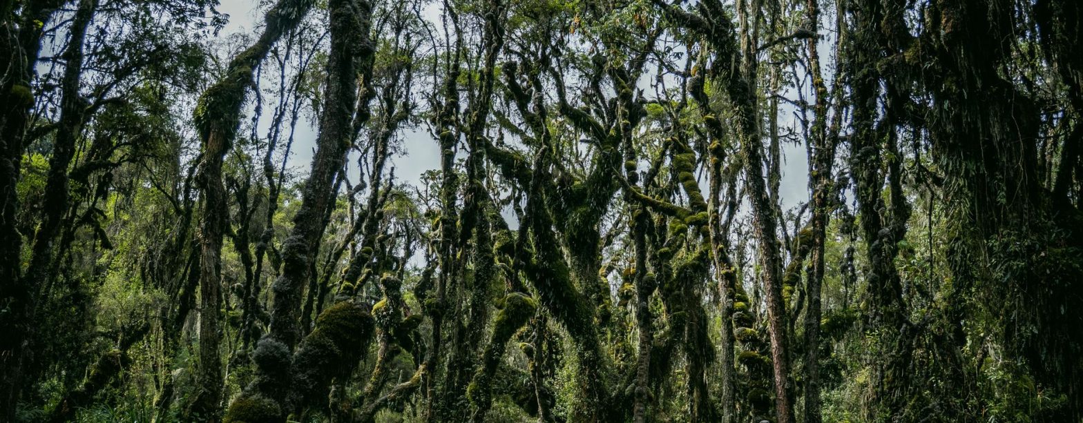 Explore the mysterious beauty of a moss-covered forest as two hikers wander through its lush green trails. — Is Everest Base