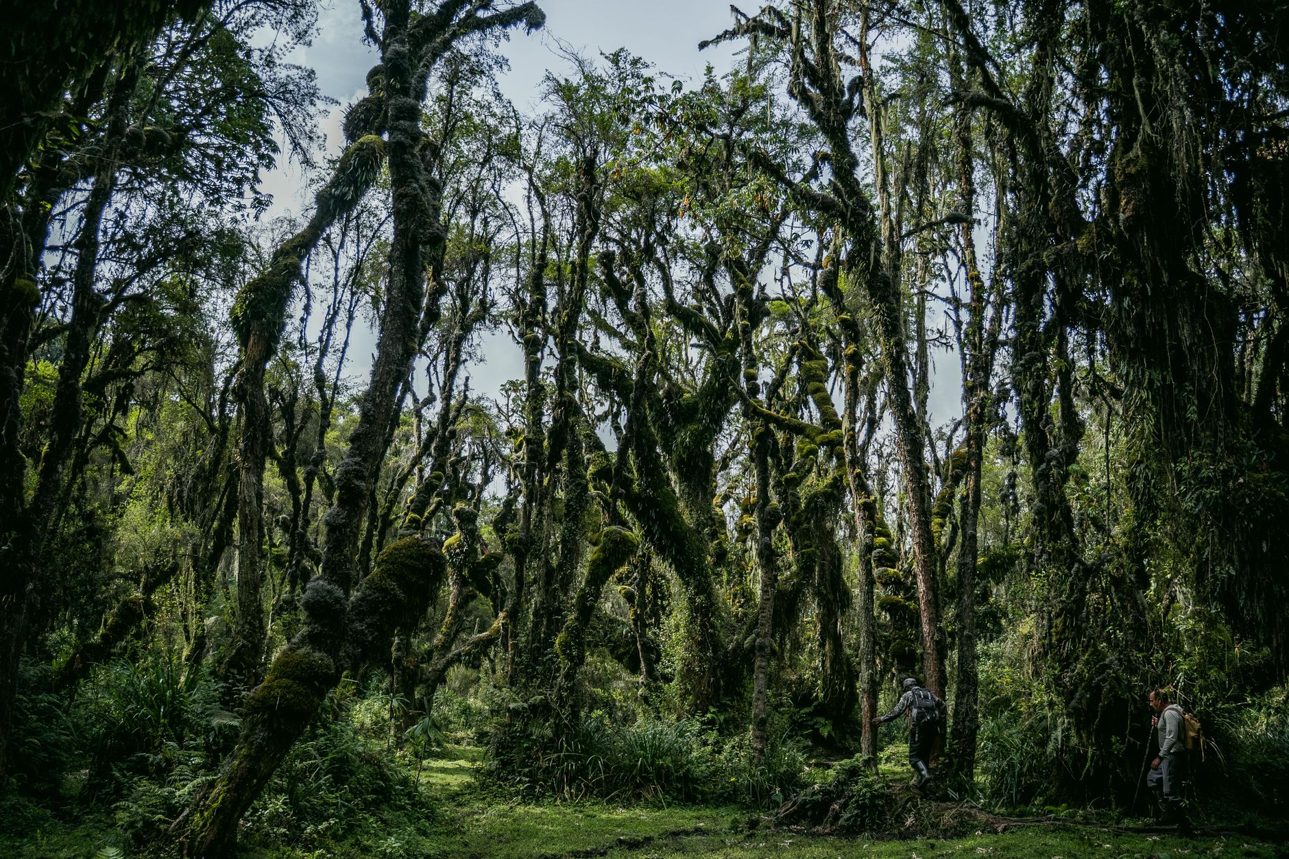 Explore the mysterious beauty of a moss-covered forest as two hikers wander through its lush green trails. — Is Everest Base